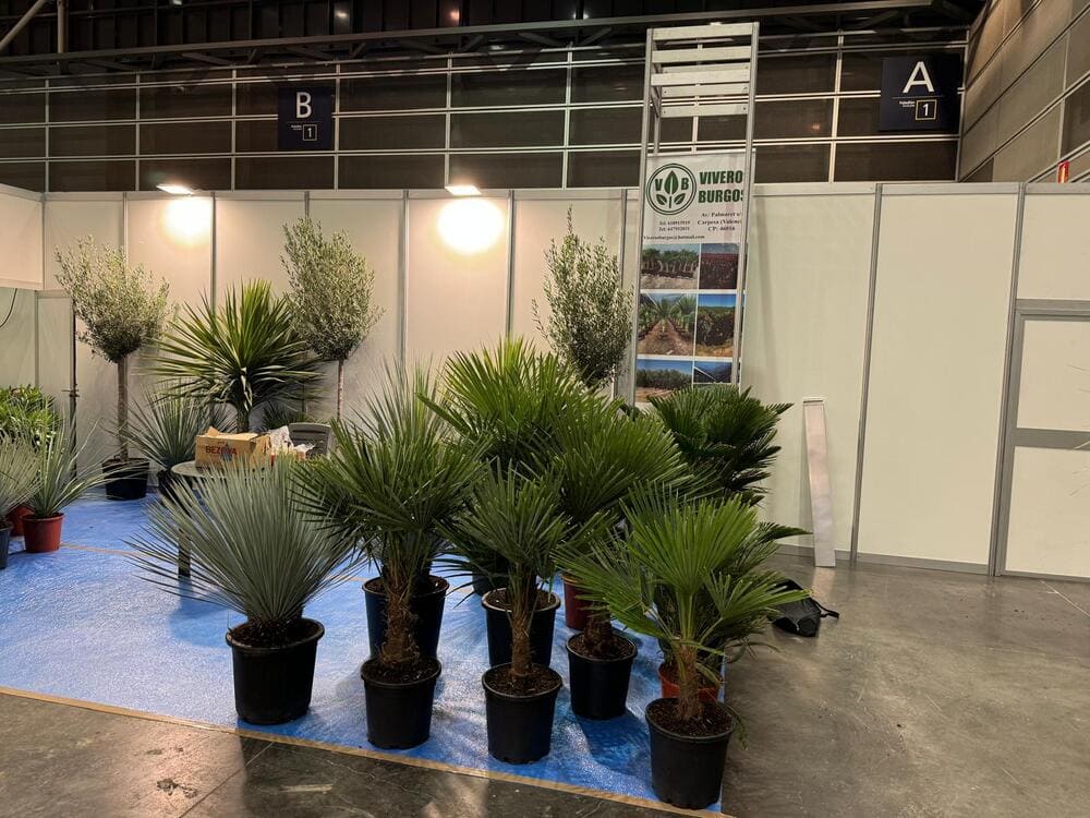 mayorista-olivos-viveros-burgos-valencia-iberflorapalmeras-adelfas-yucca-dracenas-palmitos-profesional-feria-2025-0