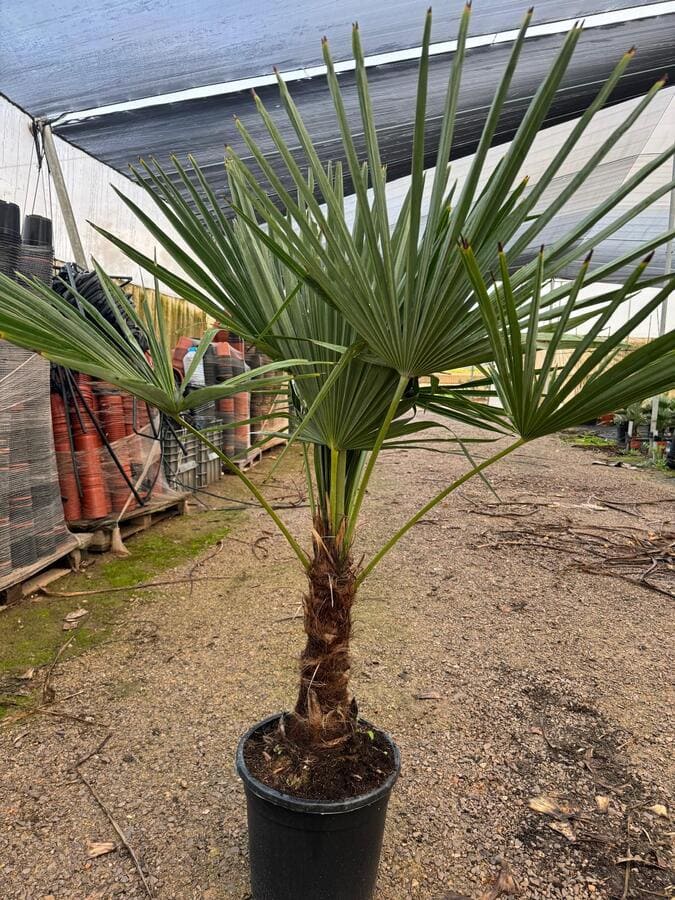 Trachycarpus-mayorista-olivos-viveros-burgos-valencia-palmeras-adelfas-yucca-palmitos-profesional-3