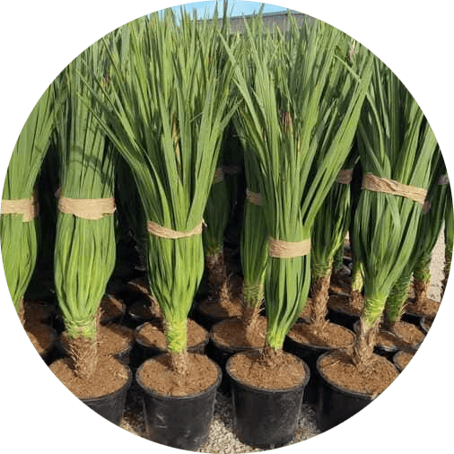dracenas-mayorista-olivos-viveros-burgos-valencia-palmeras-adelfas-yucca-palmitos-profesional-01-modified
