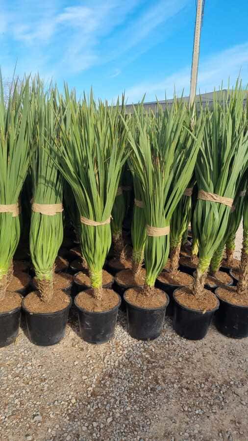 mayorista-olivos-viveros-burgos-valencia-palmeras-adelfas-yucca-dracenas-palmitos-profesional-00