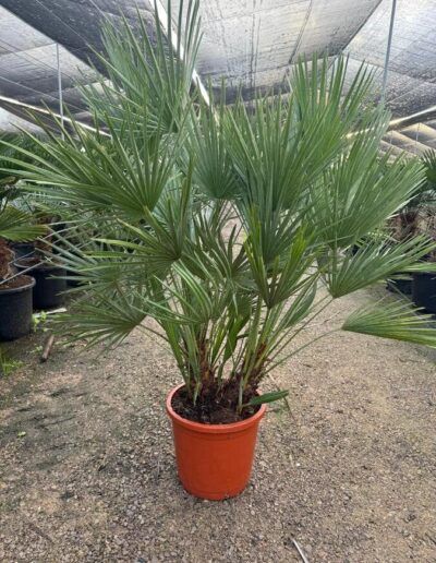 humilis-mayorista-olivos-valencia-adelfas-yuccas-viveros-burgos-palmeras-dracenas-palmitos-profesional-03