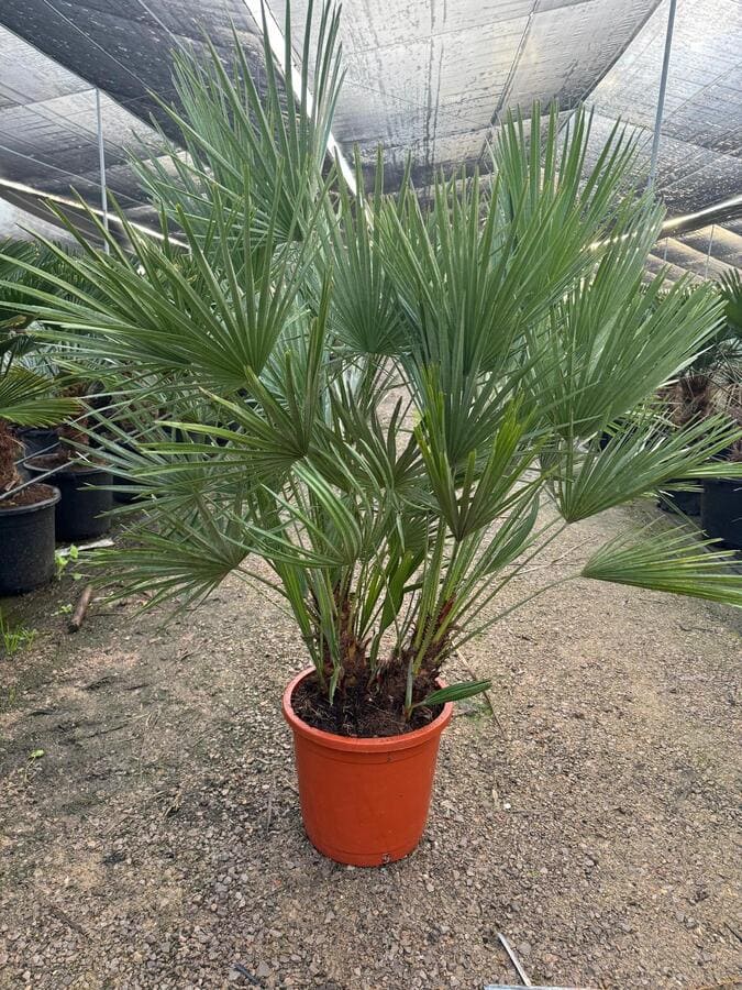 humilis-mayorista-olivos-valencia-adelfas-yuccas-viveros-burgos-palmeras-dracenas-palmitos-profesional-03