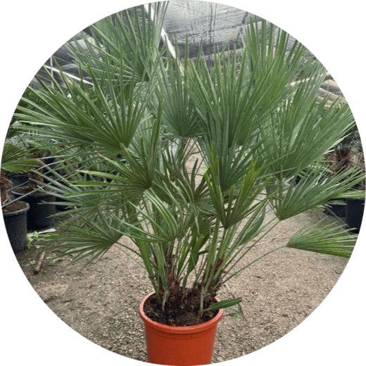 mayorista-humilis-valencia-olivos-adelfas-yuccas-viveros-burgos-palmeras-dracenas-palmitos-profesional-03-round