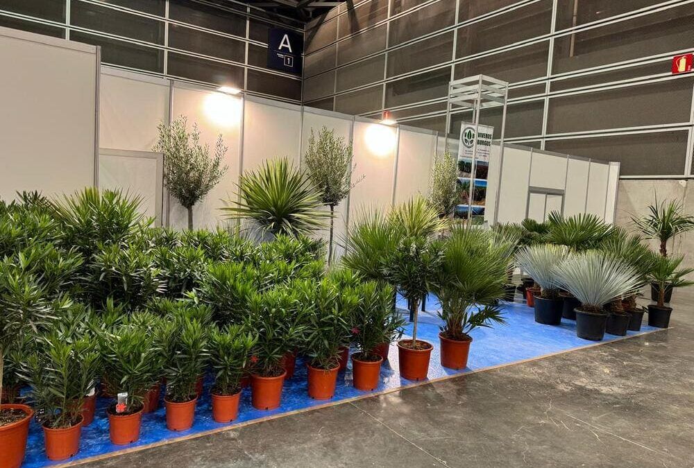 mayorista-olivos-viveros-burgos-valencia-iberflorapalmeras-adelfas-yucca-dracenas-palmitos-profesional-feria-2025
