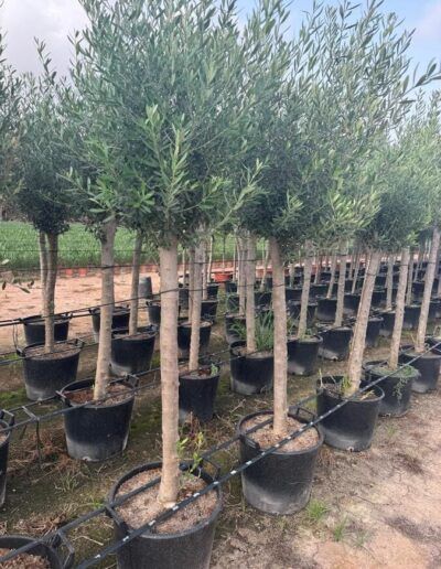 mayorista-olivos-viveros-burgos-valencia-palmeras-adelfas-yucca-dracenas-palmitos-profesional-00