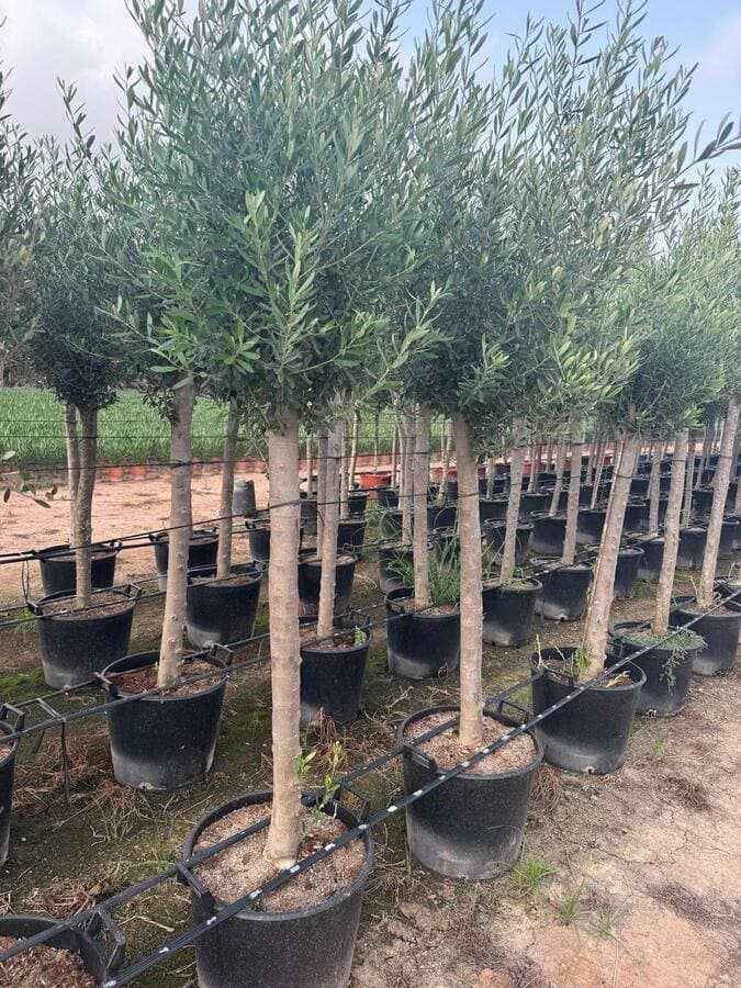 mayorista-olivos-viveros-burgos-valencia-palmeras-adelfas-yucca-dracenas-palmitos-profesional-00