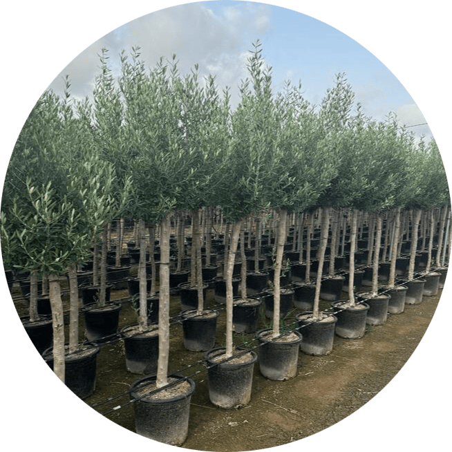 mayorista-olivos-viveros-burgos-valencia-palmeras-adelfas-yucca-dracenas-palmitos-profesional (16)-modified