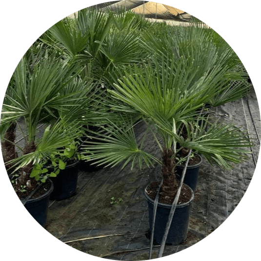 mayorista-trachycarpus-valencia-olivos-adelfas-yuccas-viveros-burgos-palmeras-dracenas-palmitos-profesional-06-round