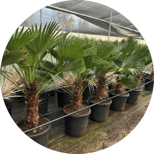 mayorista-wagnerianous-valencia-olivosadelfas-yuccas-viveros-burgos-palmeras-dracenas-palmitos-profesional-04-round