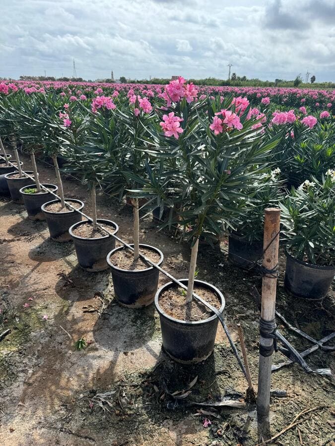 mayorista-olivos-viveros-burgos-valencia-palmeras-adelfas-yucca-dracenas-palmitos-profesional-00
