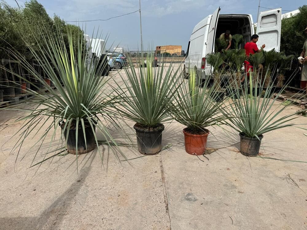 nolina-dracenas-mayorista-olivos-viveros-burgos-valencia-palmeras-adelfas-yucca-palmitos-profesional-01
