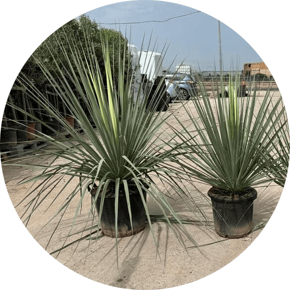 nolina-rostrata-mayorista-olivos-viveros-burgos-valencia-palmeras-adelfas-yucca-dracenas-palmitos-profesional-01-modified