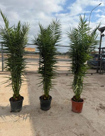 phoenix-mayorista-palmeras-olivos-viveros-burgos-valencia-palmeras-adelfas-yucca-dracenas-palmitos-profesional-01