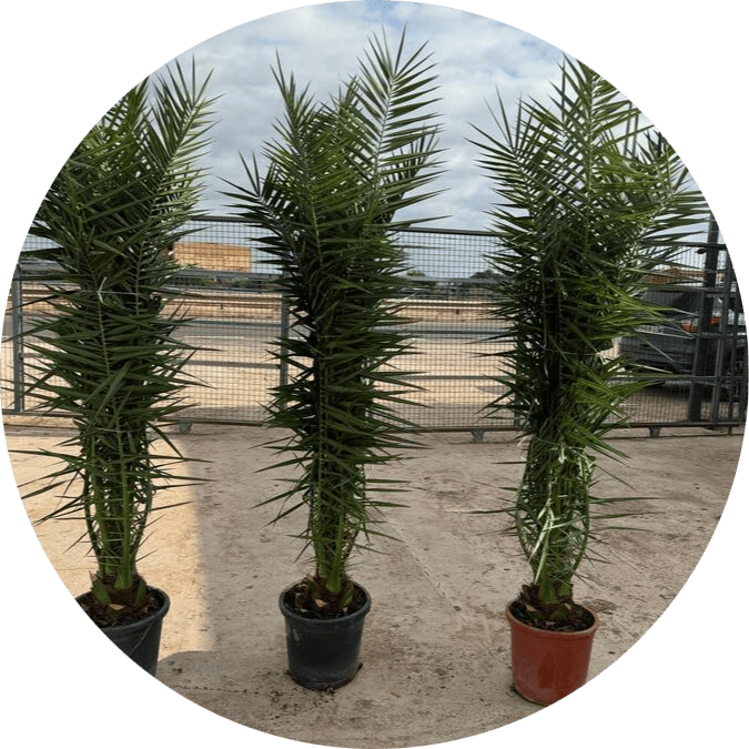 phoenix-mayorista-palmeras-olivos-viveros-burgos-valencia-palmeras-adelfas-yucca-dracenas-palmitos-profesional-01-modified