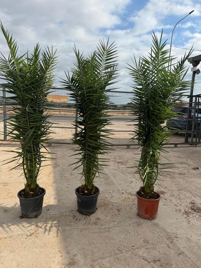 phoenix-mayorista-palmeras-olivos-viveros-burgos-valencia-palmeras-adelfas-yucca-dracenas-palmitos-profesional-01