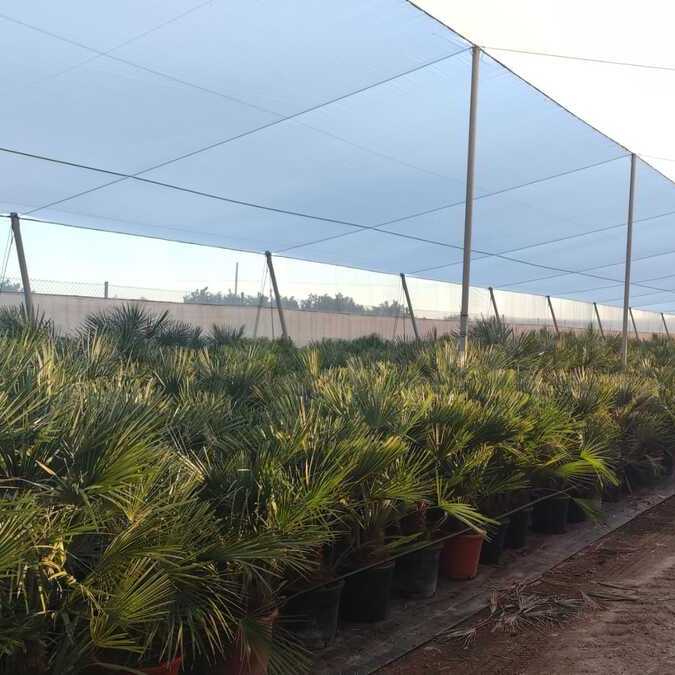 viveros-burgos-valencia-palmeras-olivos-adelfas-yucca-dracenas-palmitos-al-mayor-profesional-0