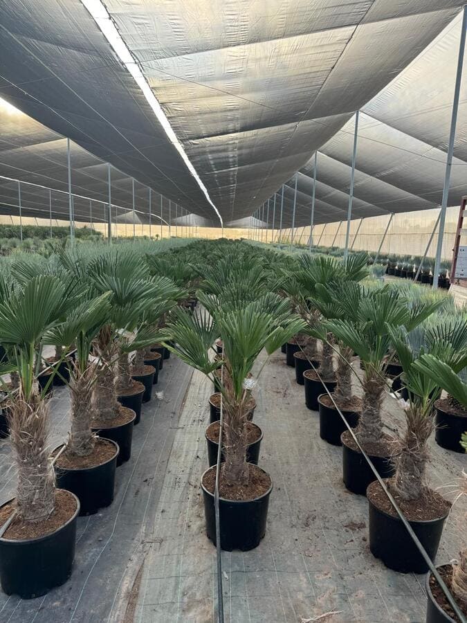 mayorista-olivos-viveros-burgos-valencia-palmeras-adelfas-yucca-dracenas-palmitos-profesional-00