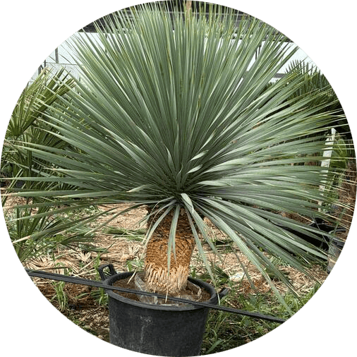 yucca-rostrata-mayorista-olivos-viveros-burgos-valencia-palmeras-adelfas-dracenas-palmitos-profesional-01-modified
