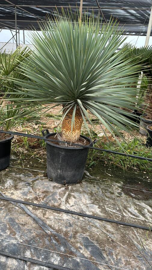 mayorista-olivos-viveros-burgos-valencia-palmeras-adelfas-yucca-dracenas-palmitos-profesional-00