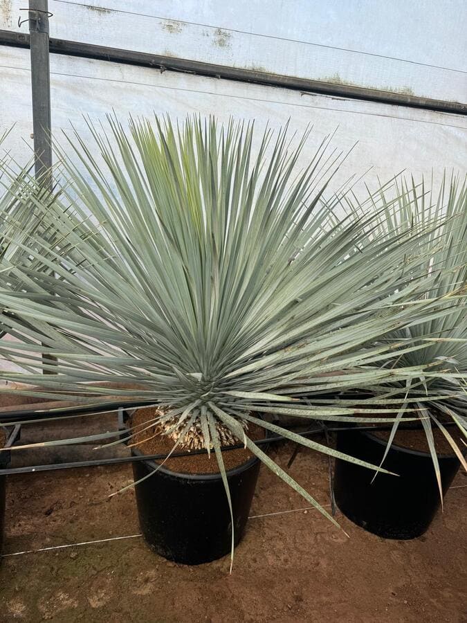yucca-rostrata-mayorista-olivos-viveros-burgos-valencia-palmeras-adelfas-dracenas-palmitos-profesional-05