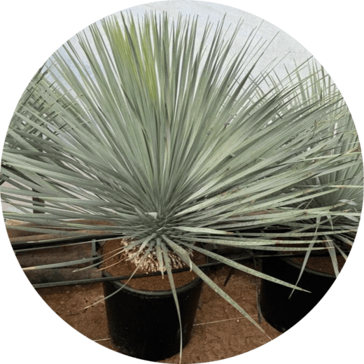 yucca-rostrata-mayorista-olivos-viveros-burgos-valencia-palmeras-adelfas-dracenas-palmitos-profesional-rounded