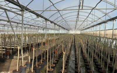 Los viveros encaran la campaña de primavera con optimismo pese a los retos del sector